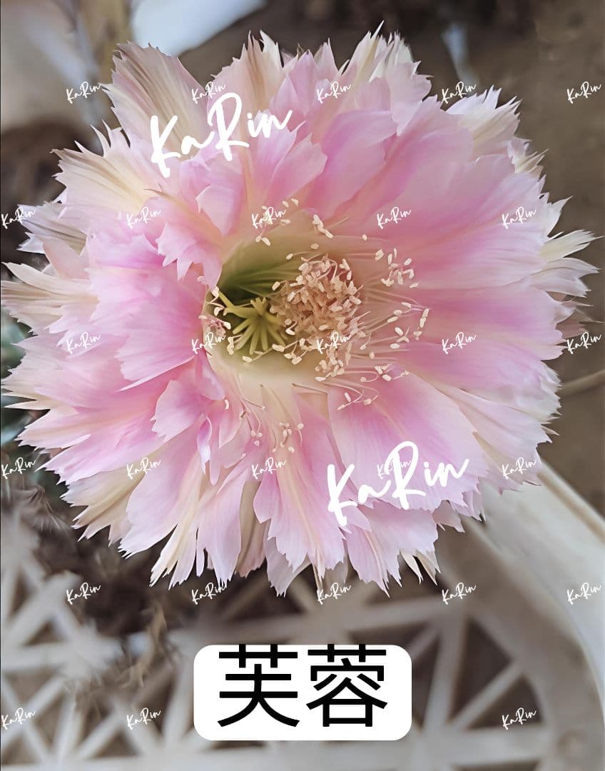 888-YU様専用商品 花サボテン - メルカリ