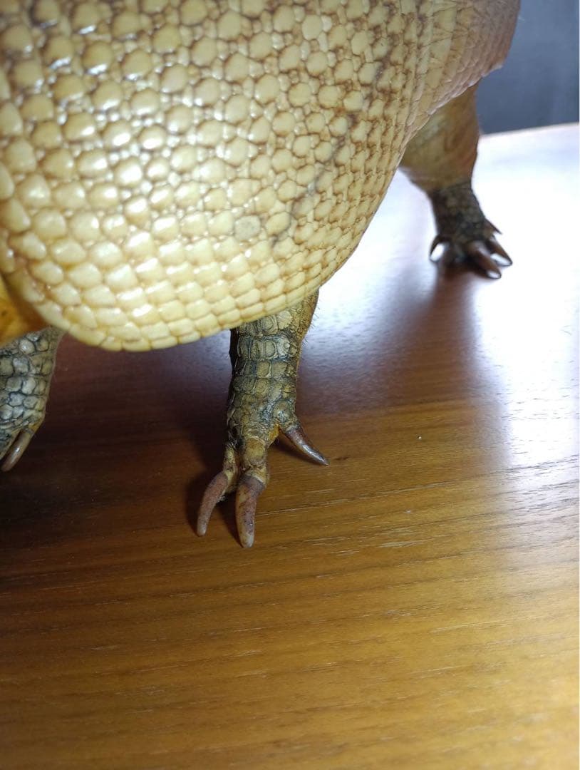 ココノオビアルマジロ 剥製 ワシントン条約 ・日本国内法（種の保存法