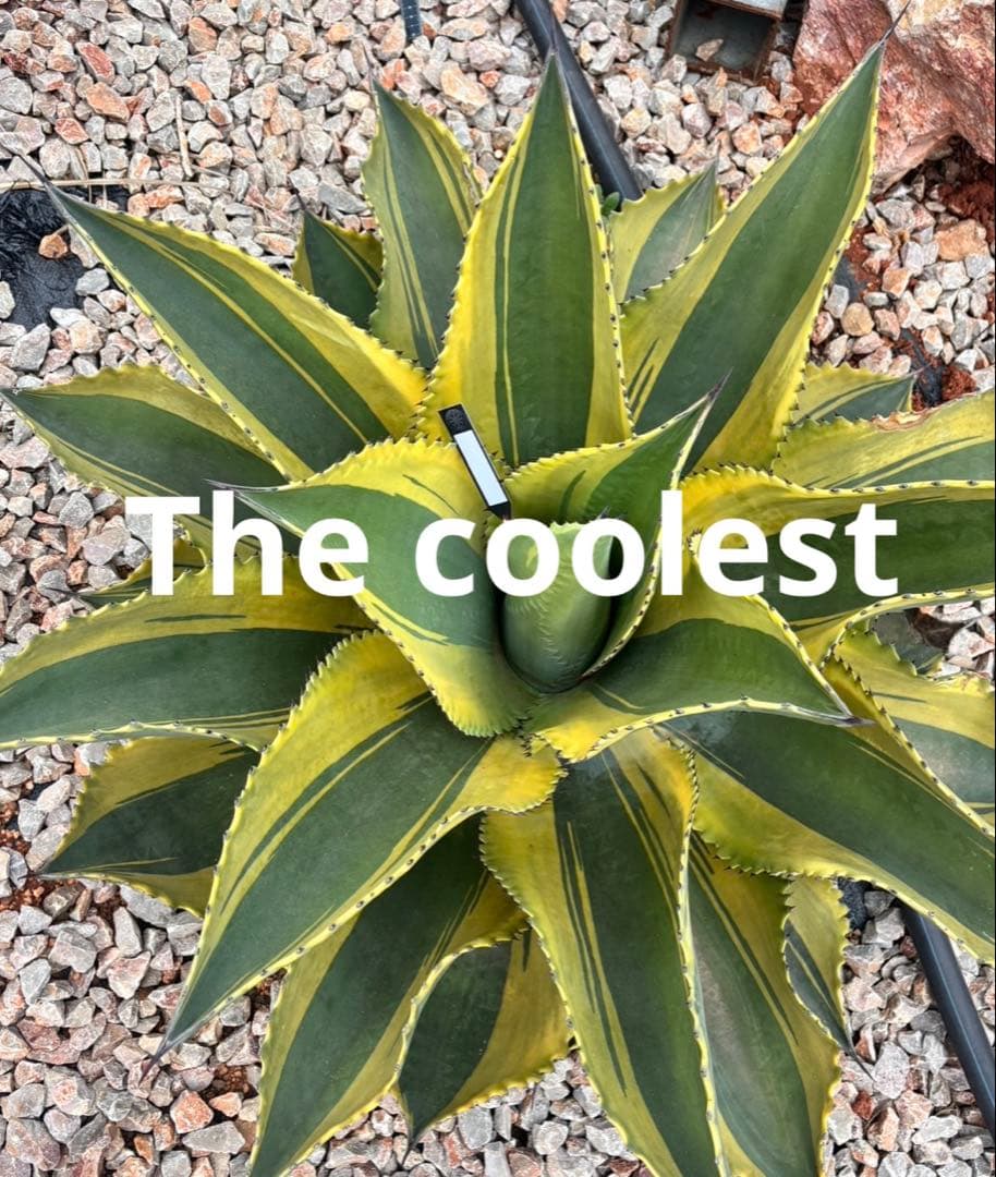 多肉植物・アガベ・リップルエフェクト・天芽美株・コレクション株