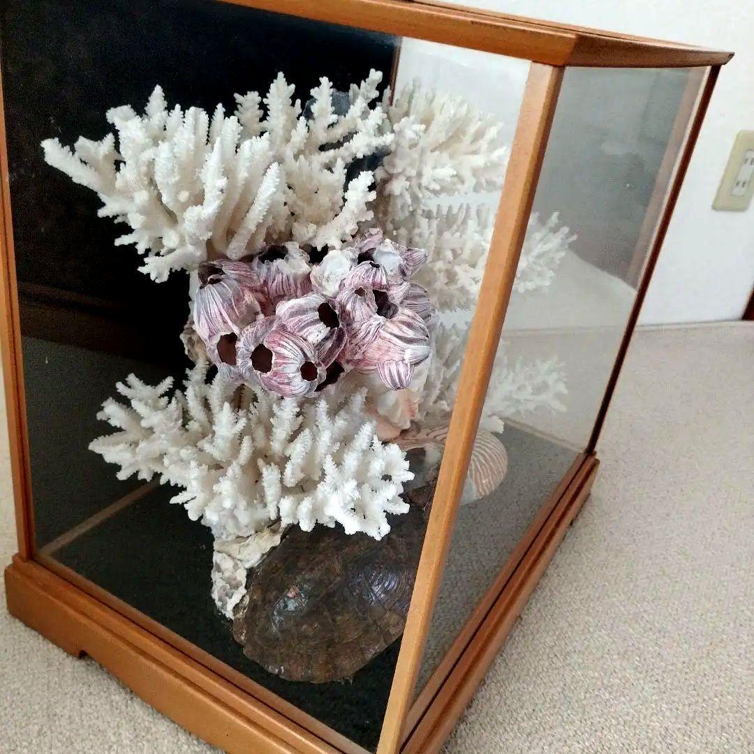 美品 珊瑚礁 置物 ガラスケース入り 特大 48cm - メルカリ
