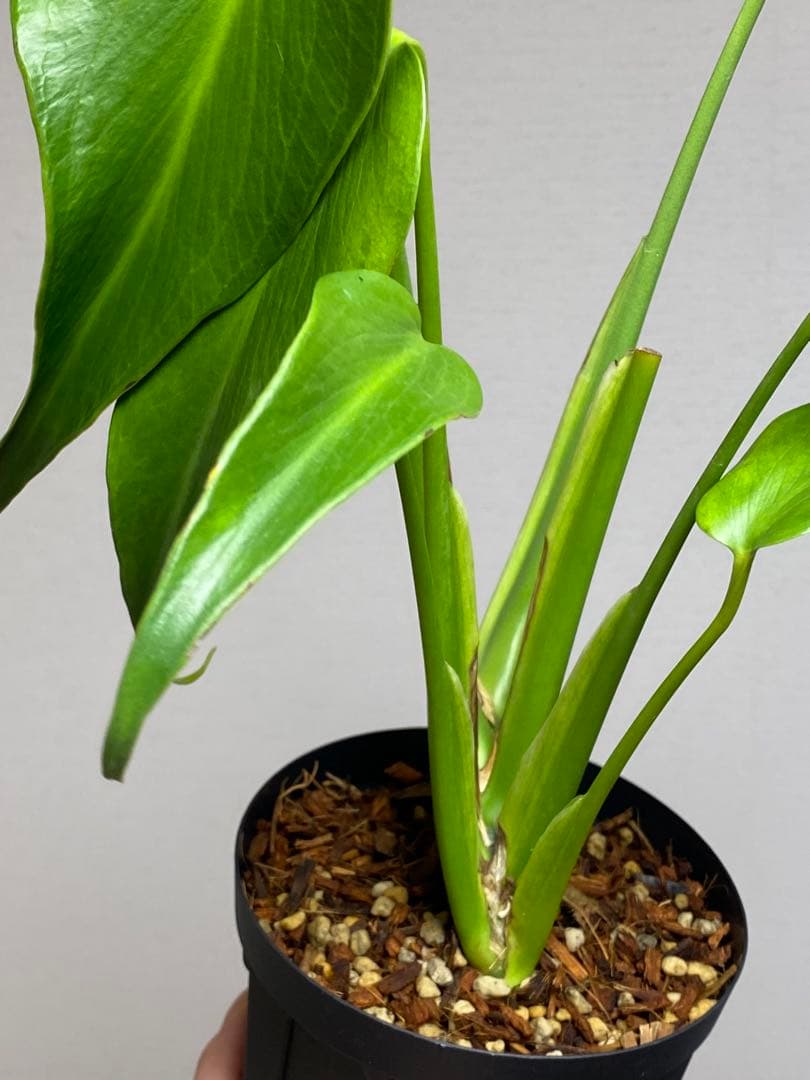 棚整理セール‼️】モンステラ バールマルクス 希少 レア 人気