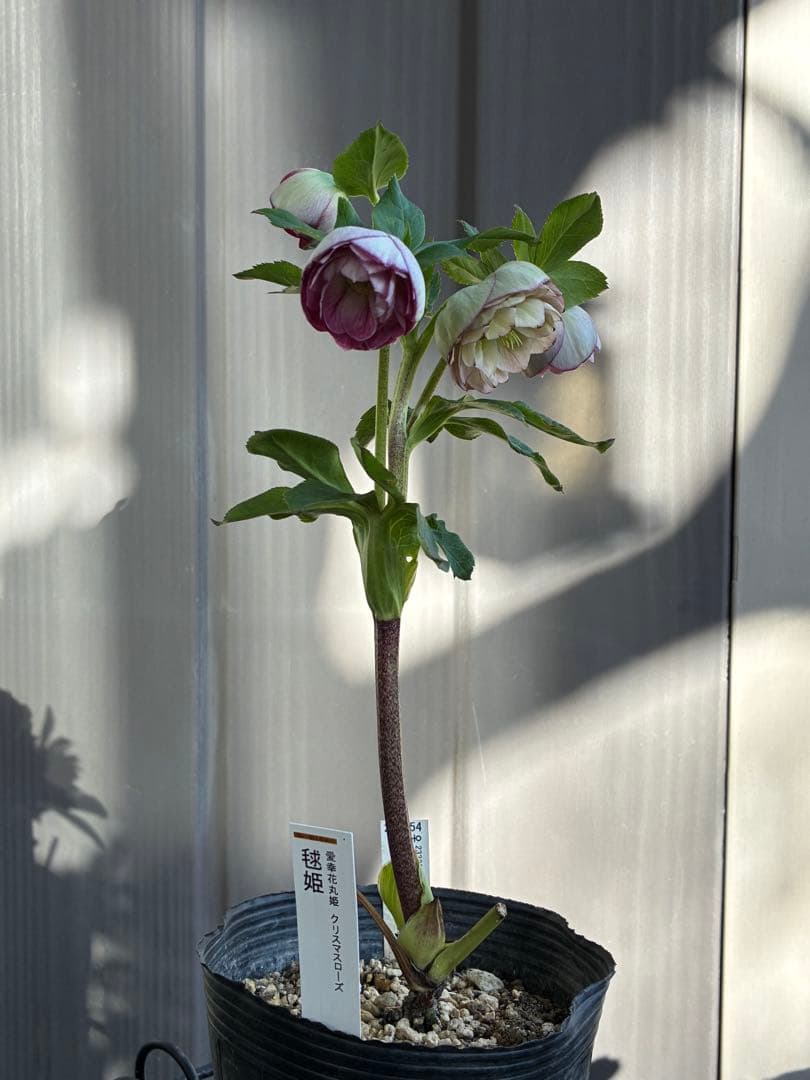 ♡認定♡毬姫 コロコロ咲き