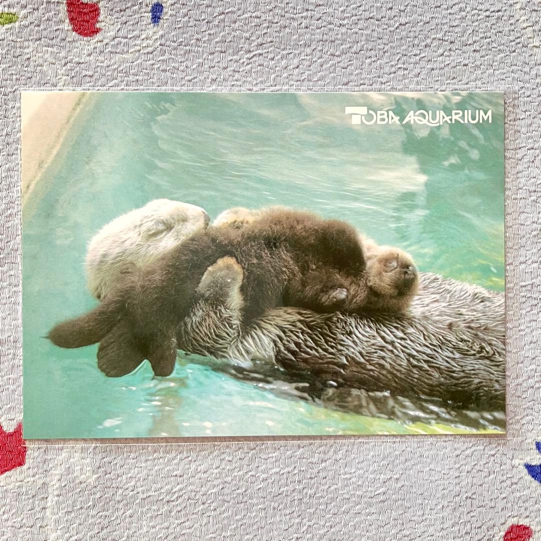 希少】ポストカード 赤ちゃんラッコのメイちゃん 鳥羽水族館 ポテト