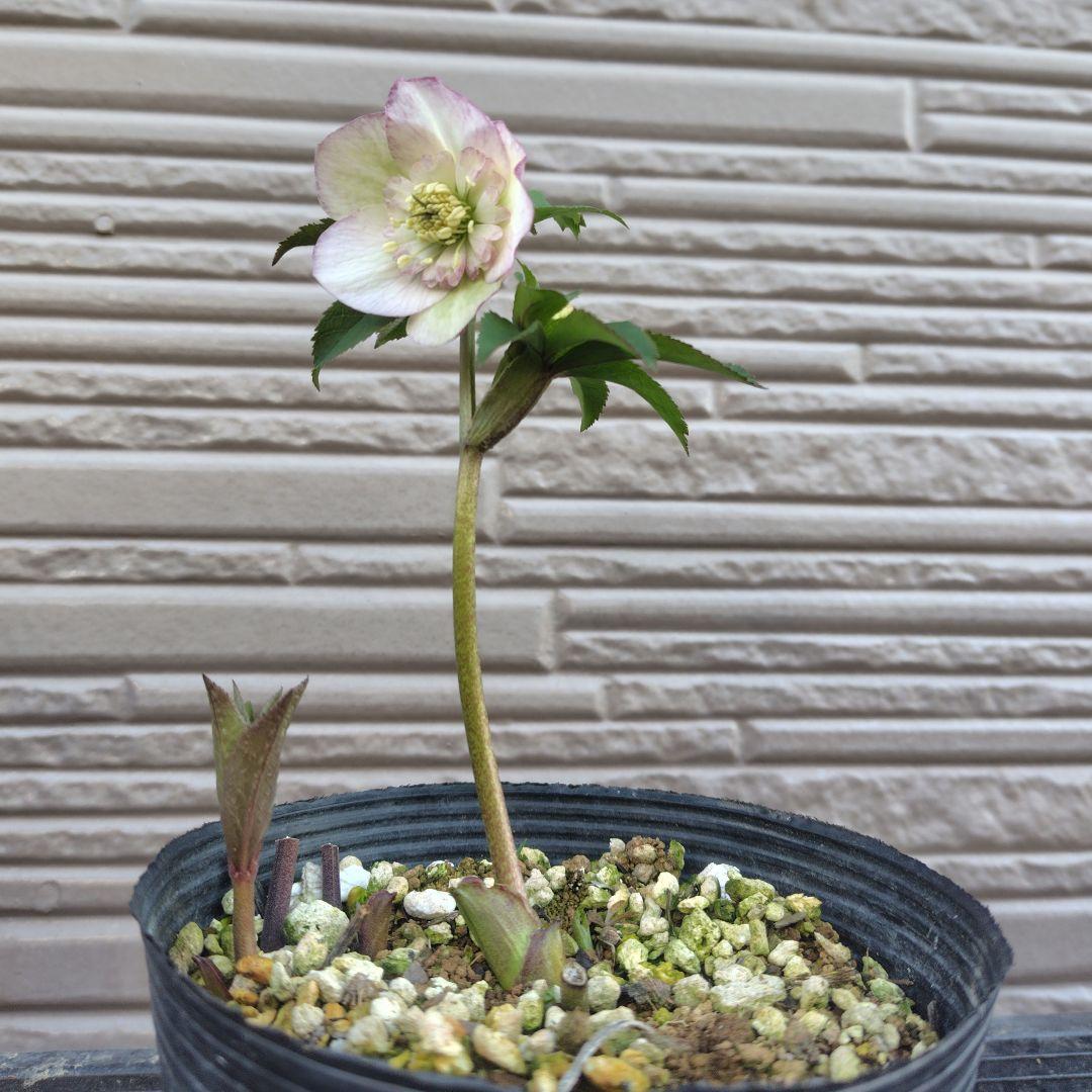 最終価格 34 クリスマスローズ 開花株 セミダブル - メルカリ