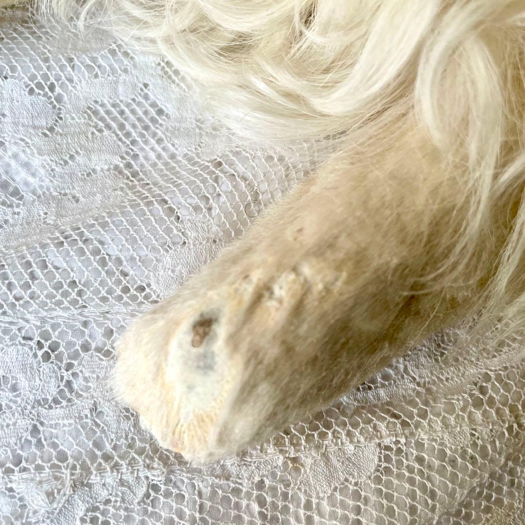 美品】パジャマドッグ LOU LOU フランスアンティーク ドール ジュモウ