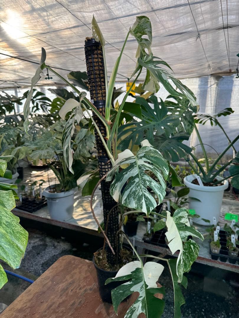 AB3モンステラ ボルギシアナ アルボ 白斑入り 鉢モスポール付き 高100cm