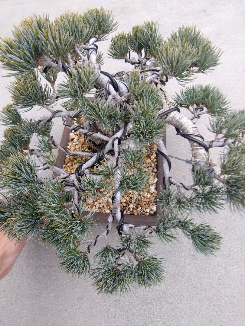 五葉松 盆栽 極太❗良樹形❗8号陶器鉢つき ゆの通販｜m2