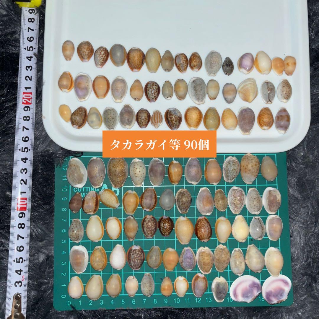 タカラガイ セット 90個 貝殻 - メルカリ