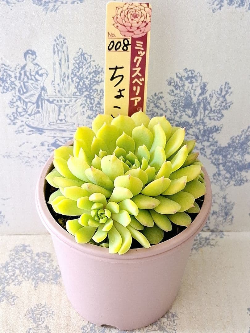 ちょこん札付きポットごとメルカリ便おらいさん苗ミックスベリア