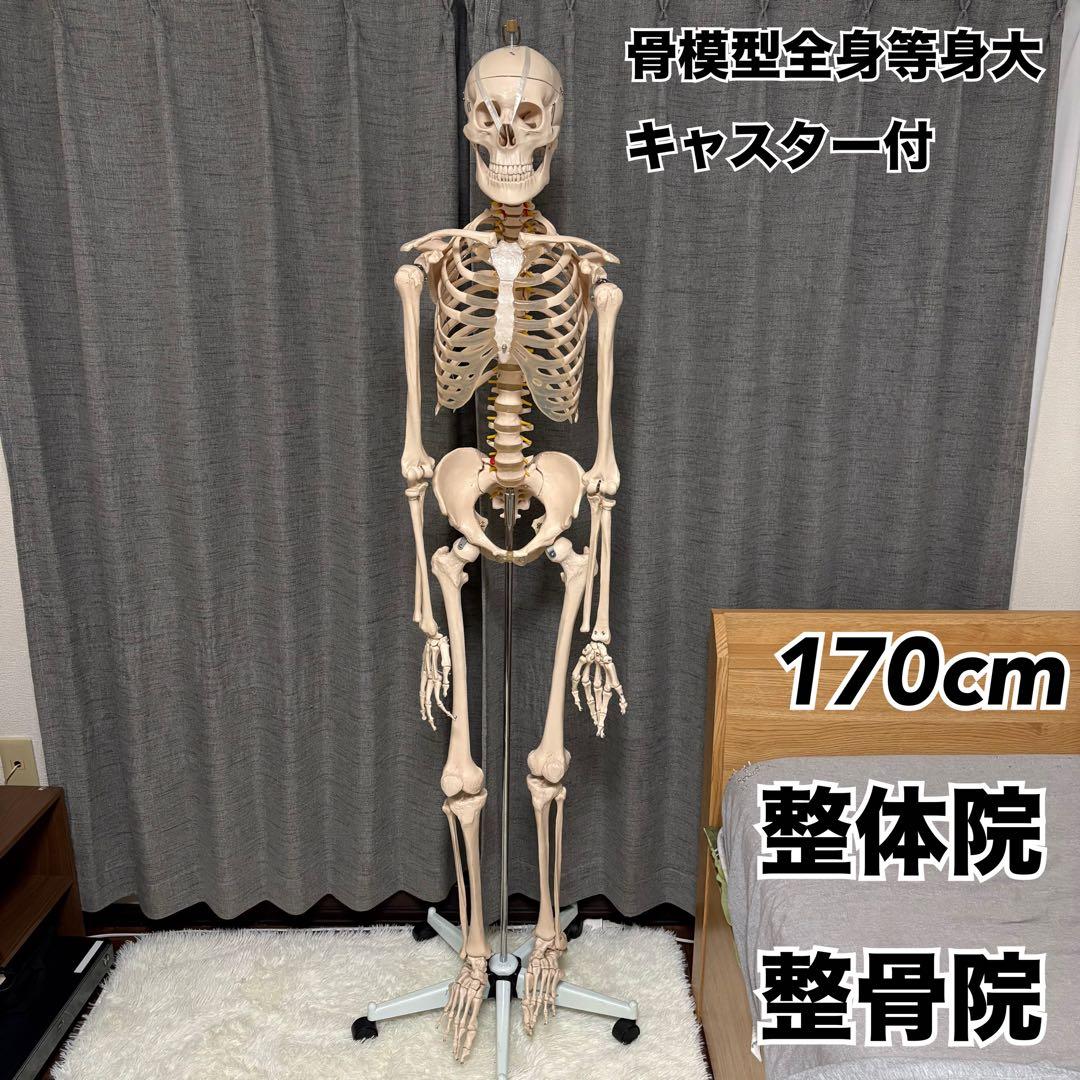 骨模型　全身　等身大　キャスター付　整体院　整骨院 Amazon.co.jp: 【理学療法士×整体師W監修】 人体模型 1/2 全身骨格模型