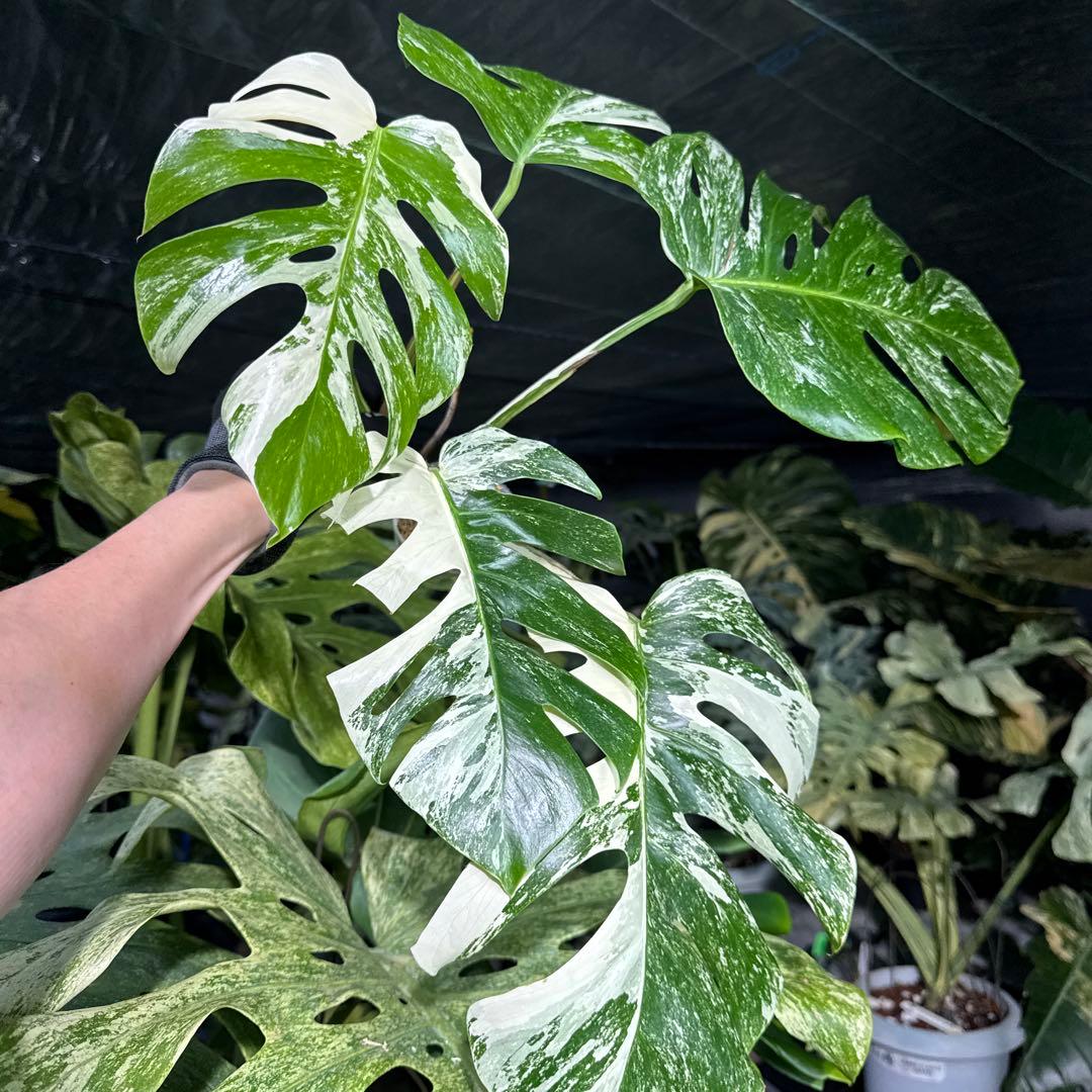 ALB8 モンステラ ボルギシアナ アルボ ホワイトタイガー白斑 健康