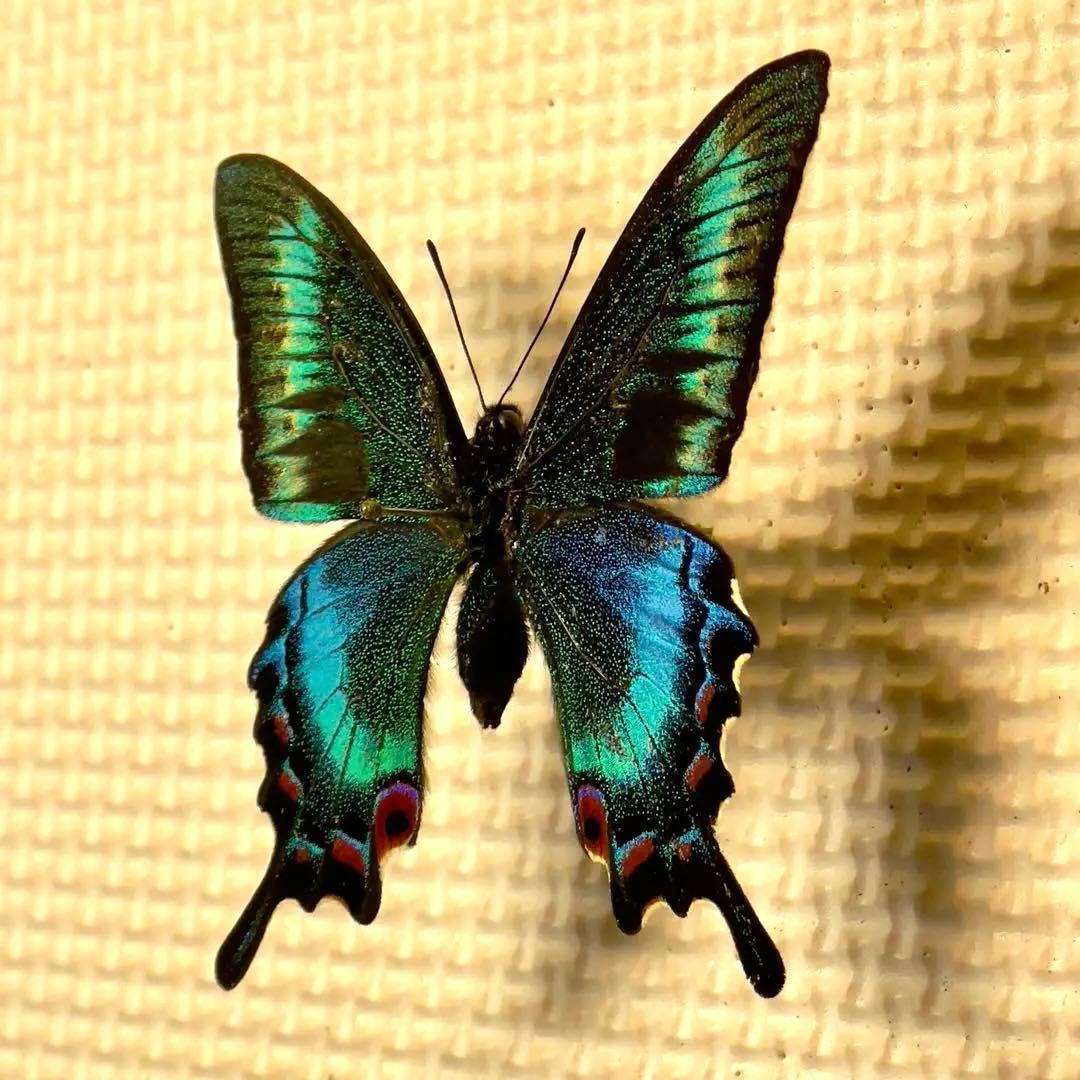 蝶標本 北海道産 格段に綺麗なミヤマカラスアゲハ春型♂ 飼育完品