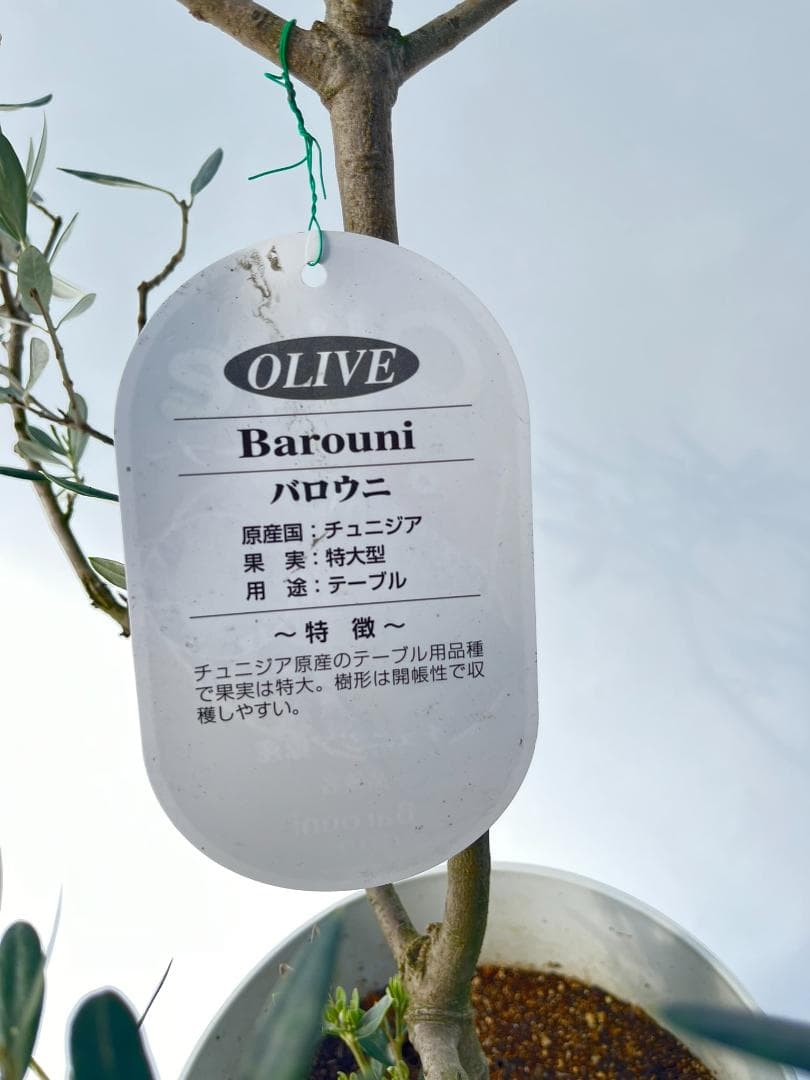 オリーブの木 バロウニ 7号 約130cm K-306 希少品種 現品掲載