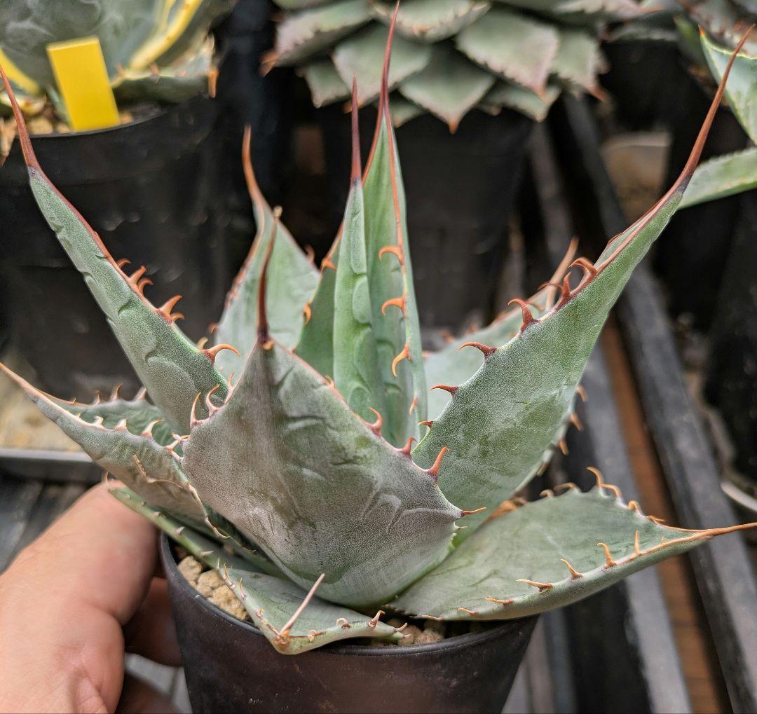 本日限り福袋】アガベ パラサナ インプレッショニスト 特選実生株セット