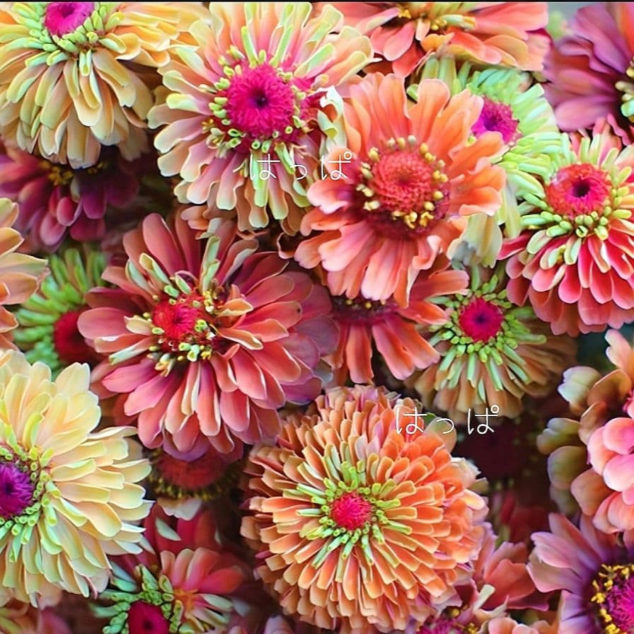 sakura様 リクエスト 4点 まとめ商品 - メルカリ