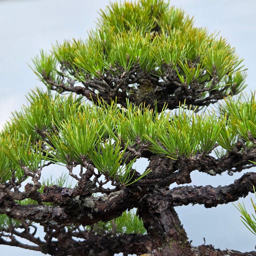 黒松 [模様木] 大品盆栽 - メルカリ