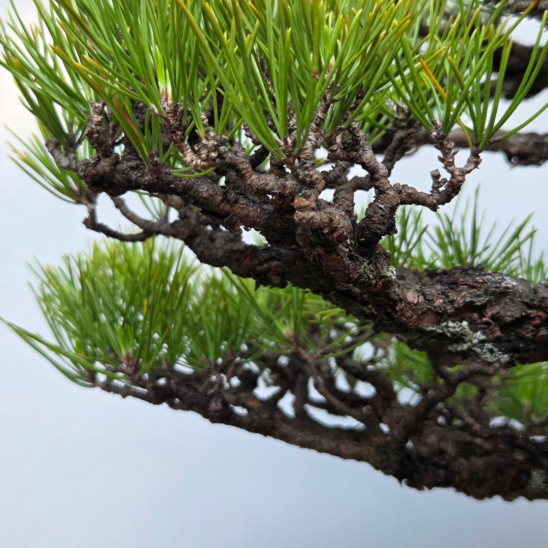黒松 [模様木] 大品盆栽 - メルカリ