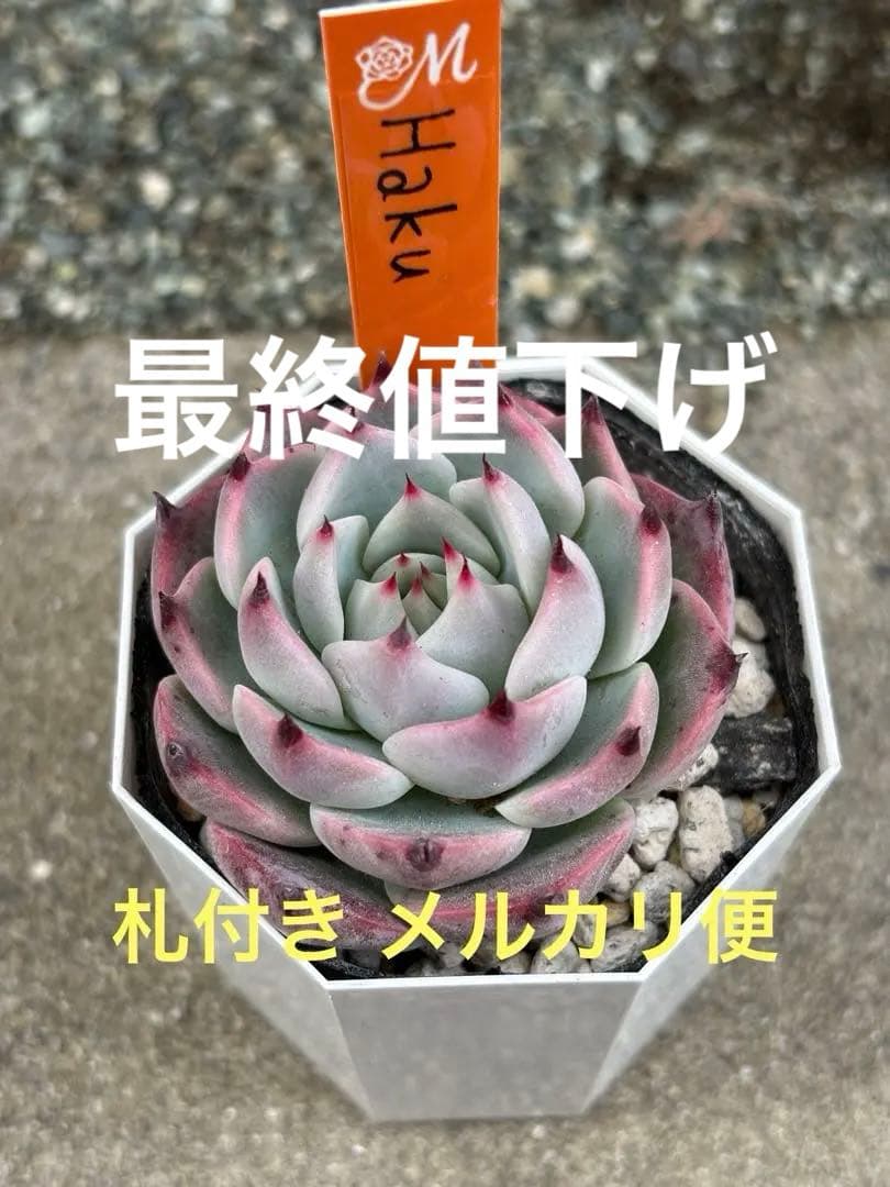 超希少 MIYAさん苗 命名株 Haku 札付き 多肉植物 - メルカリ