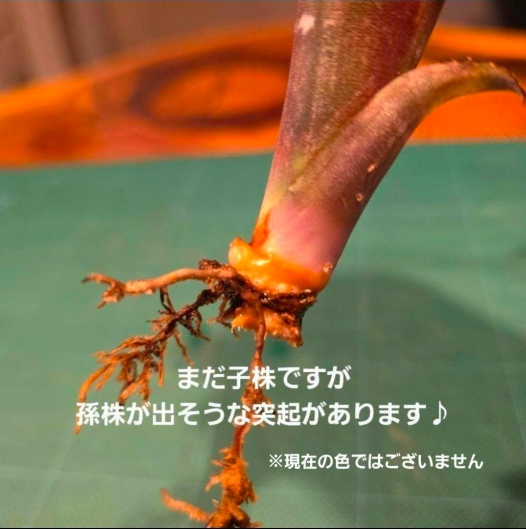 ビルベルギア ディッピンドッツ】孫株出そうな突起付き♪発根済