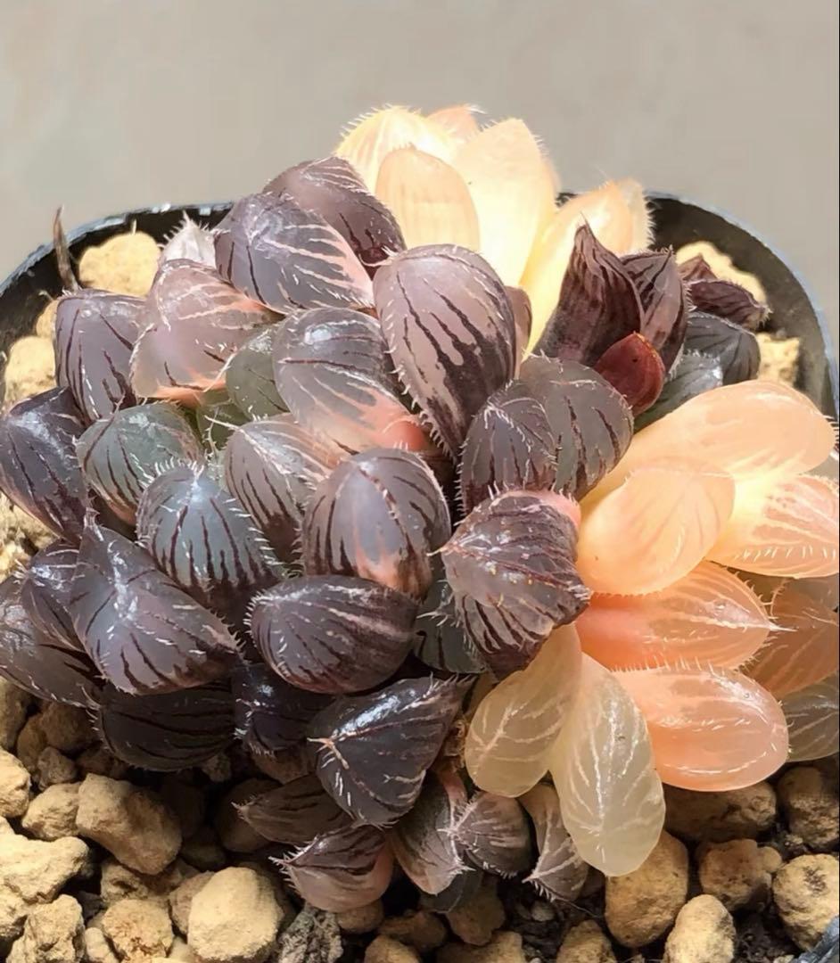 多肉植物 ハオルチア 秋思いオブツーサ錦 群生 鮮明錦 - メルカリ