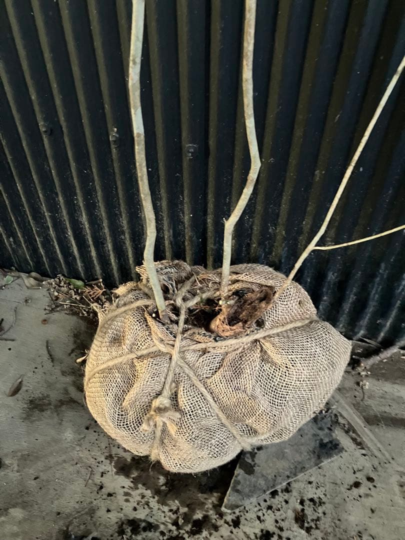 山採り　アオダモ　k