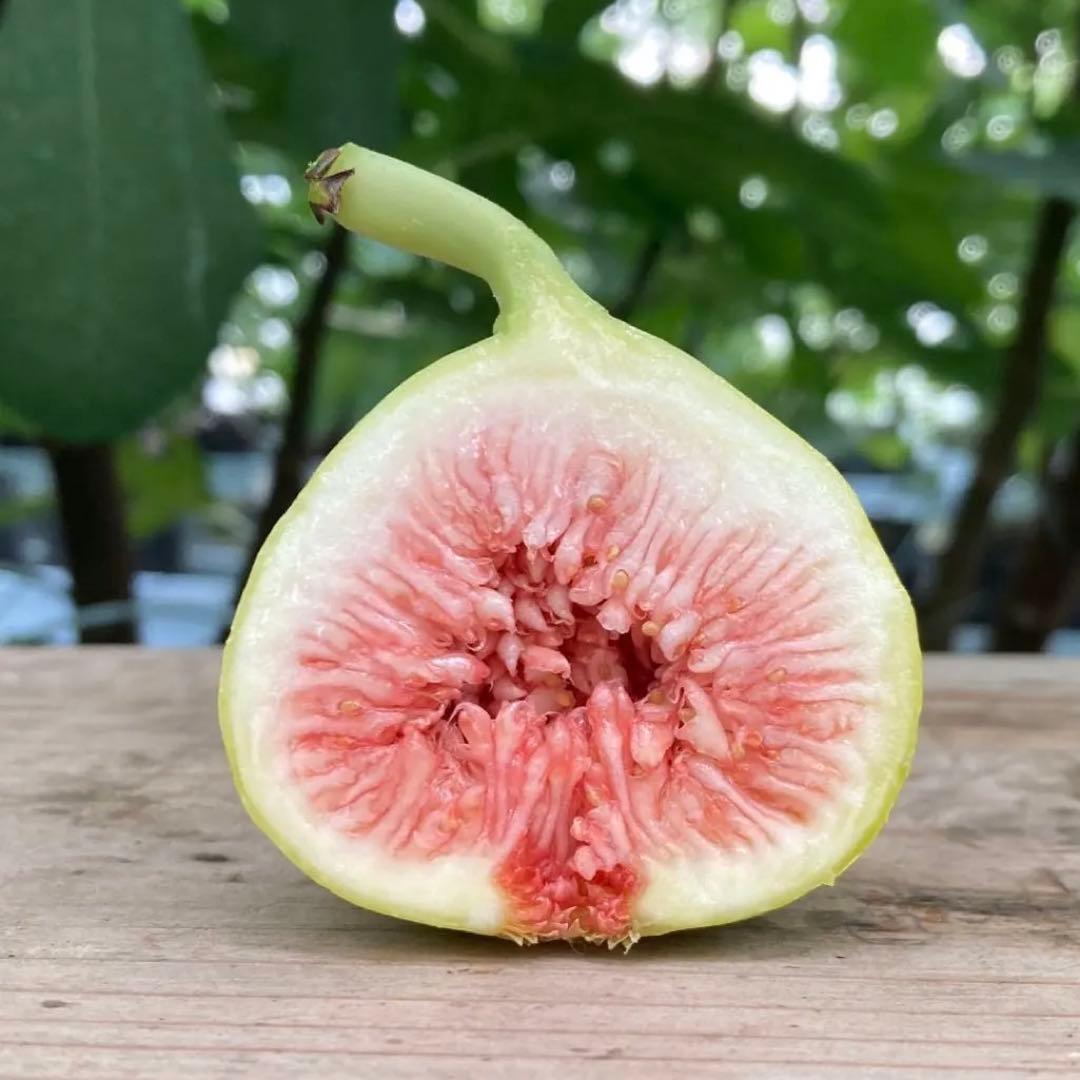 Sarga Orias 穂木 イチジク - メルカリ