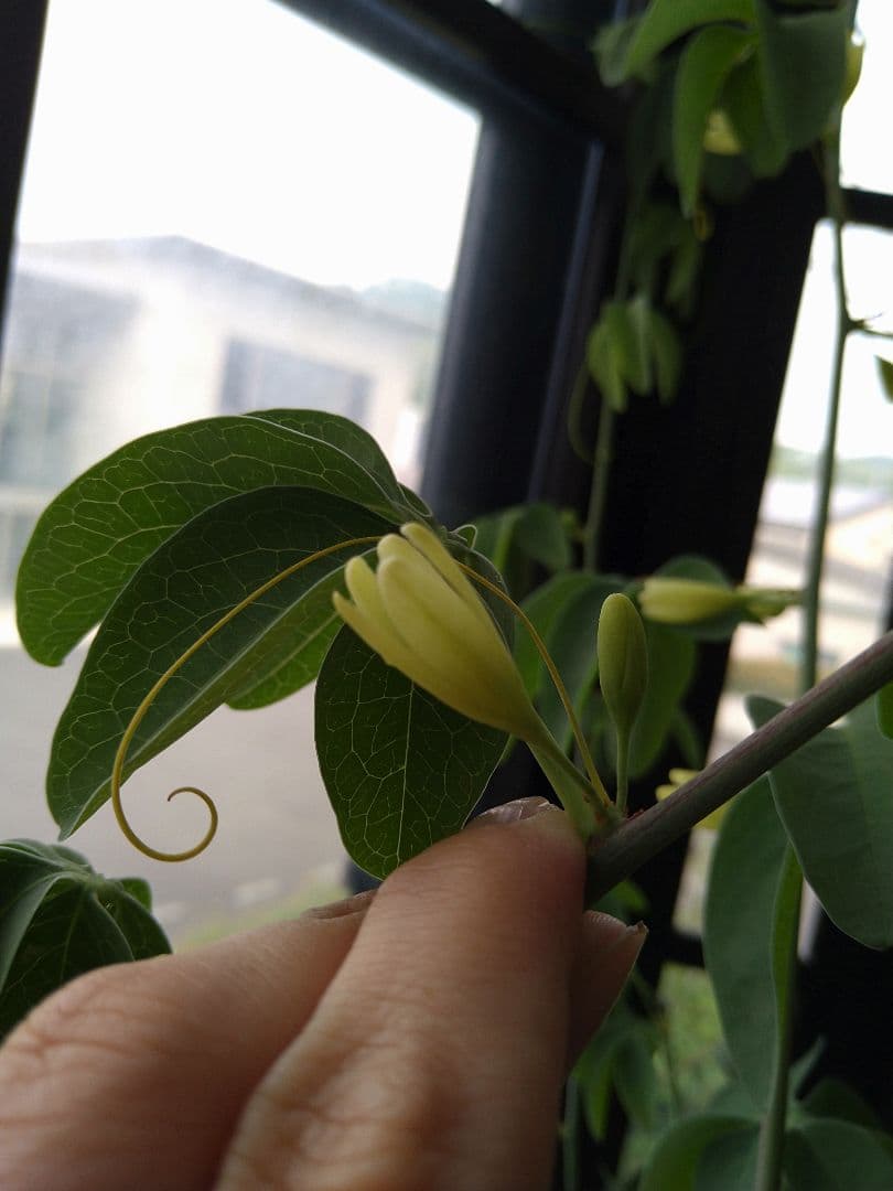 巨大ダブルヘッド アデニア グラウカ ねこちゃん型 - メルカリ