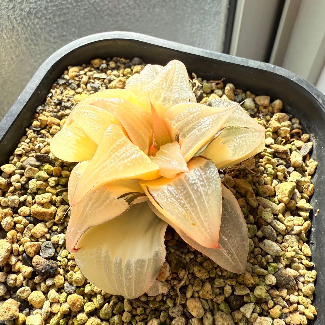 多肉植物 ハオルチア バディア錦 糊斑 12x12cm鉢