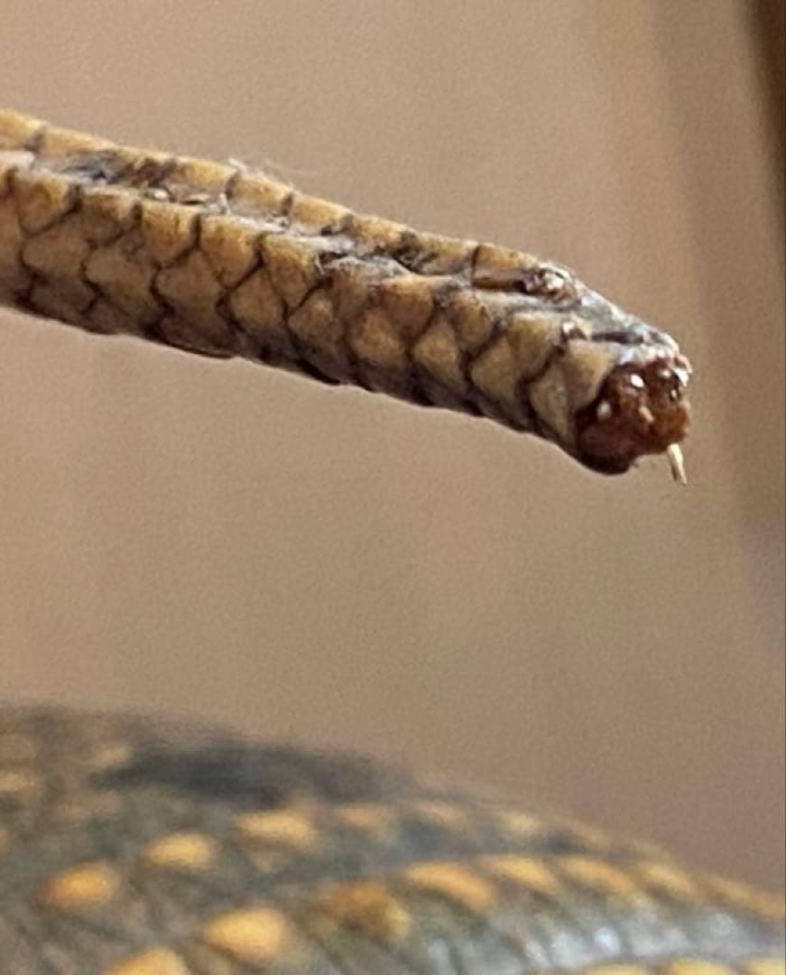 アルマジロ剥製 置物 インテリア 置き物 哺乳類 被甲目 標本 オブジェ