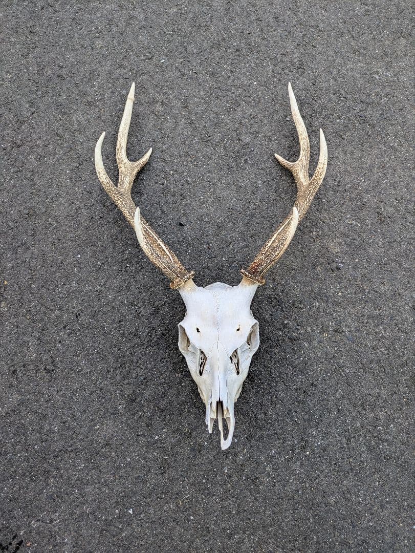 九州鹿　スカルトロフィー 長野県】合同会社 生物資源利活用研究所（公式） | 4段角の立派なオス
