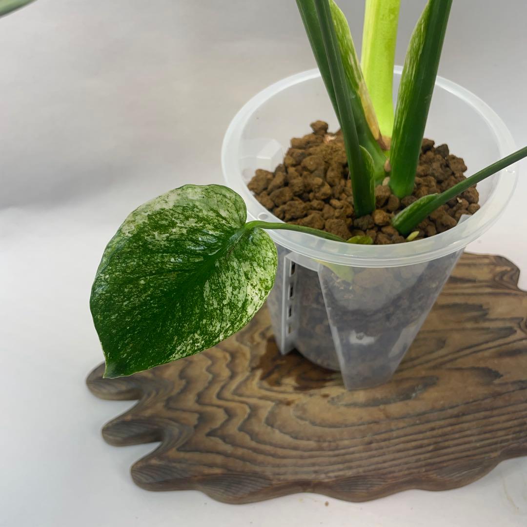 a105ホワイトモンスター 天津蘭 モンステラ斑入り - メルカリ