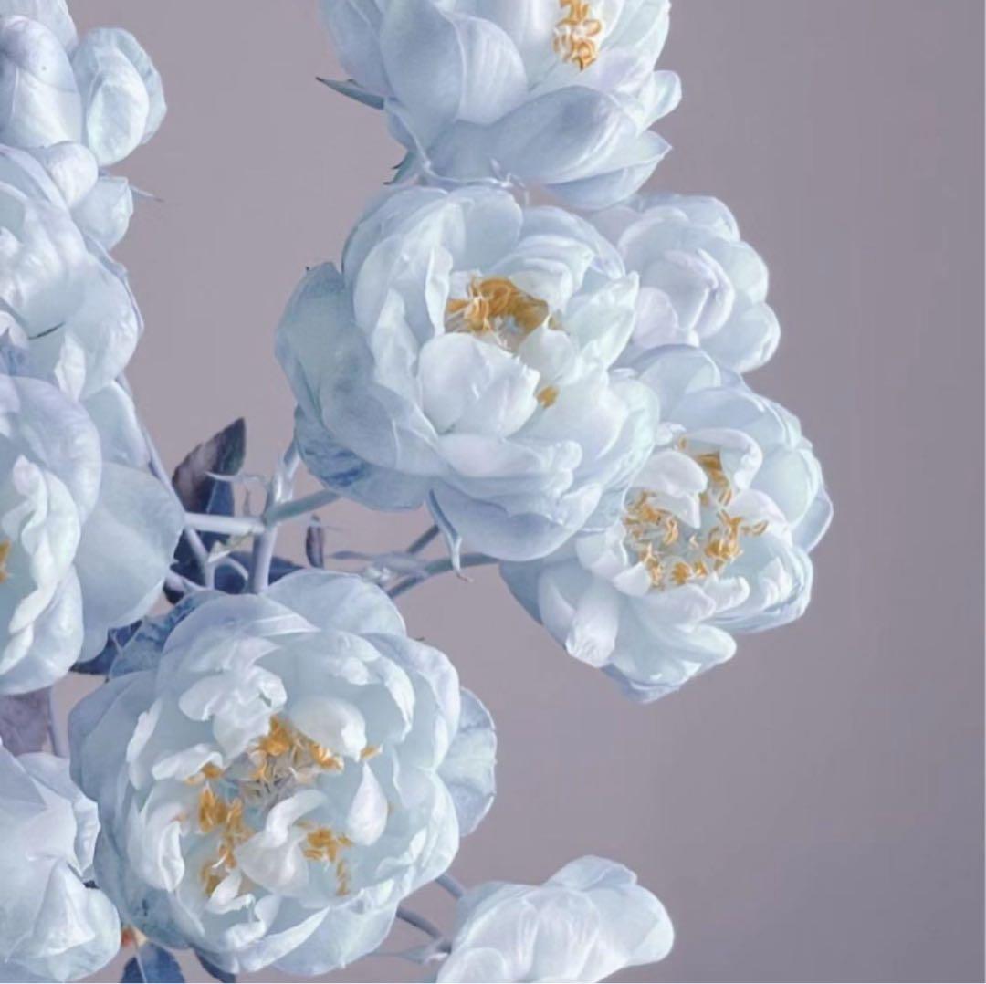 miyaニットジャケット ラクーンブレンドニットジャケット | ニット | NOELA OFFICIAL WEB STORE