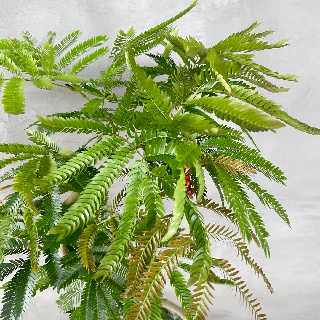 美形 大型 エバーフレッシュ S字仕立て 10号 バルーン陶器鉢 植え込み