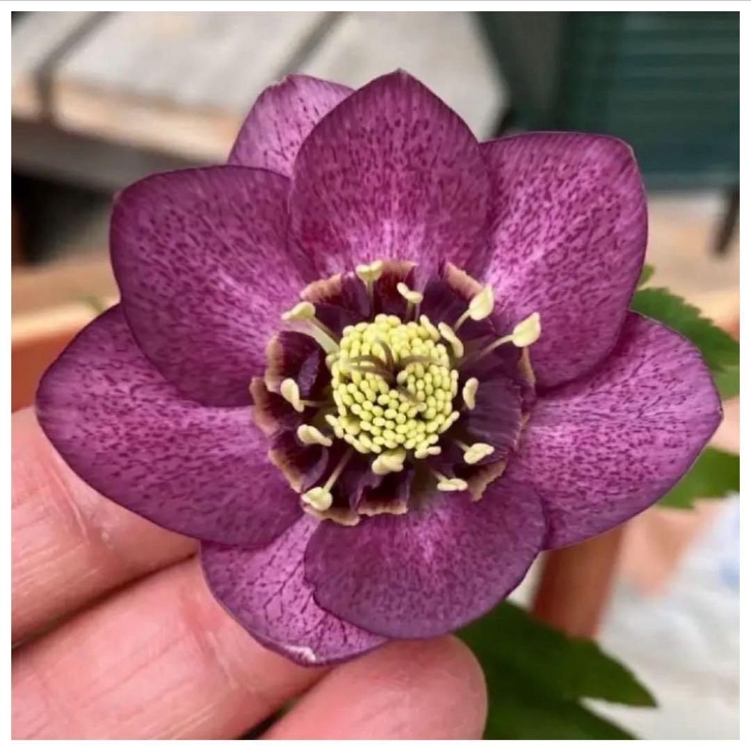 □加藤農園□ 昨々シーズン株分け クリスマスローズ - メルカリ