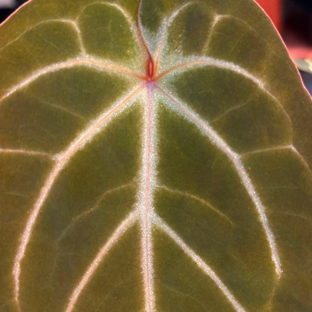 アンスリウム レッドクリスタリナム ミシェル ハイブリッド 初心者様