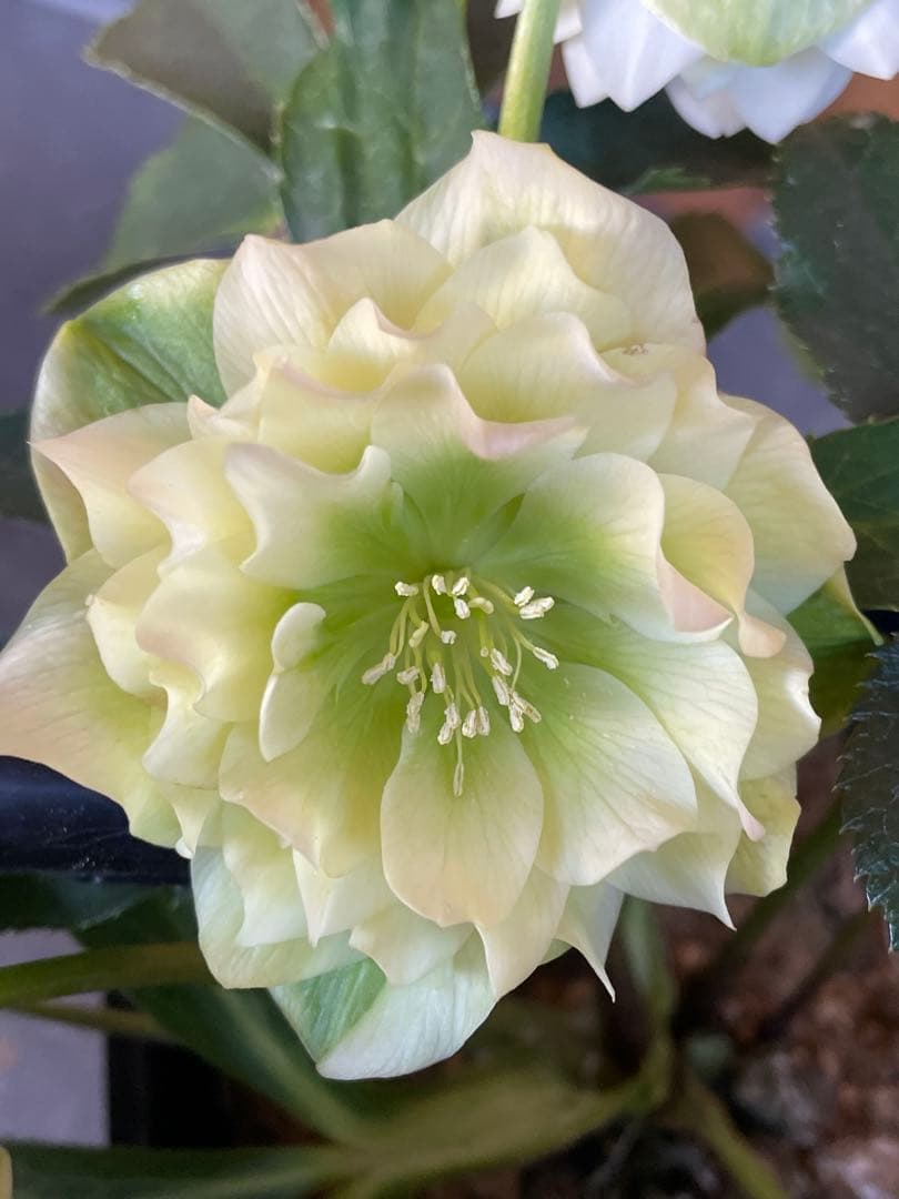 バラ苗 ラヴァンド・ラルム&カフェ・モカ 2苗セットプラ鉢ごとゆうゆう