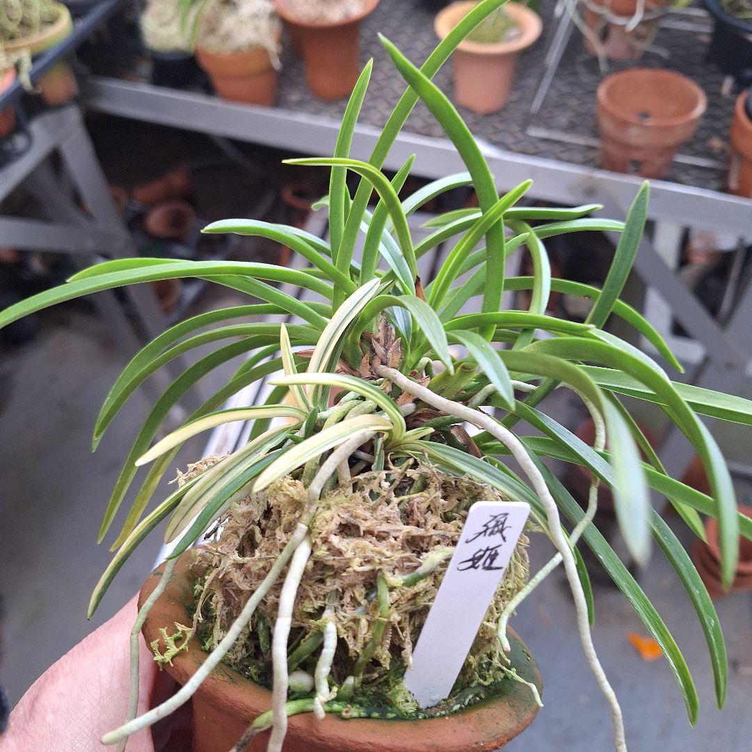 富貴蘭 本性 織姫最上柄子付き大株立ち - メルカリ