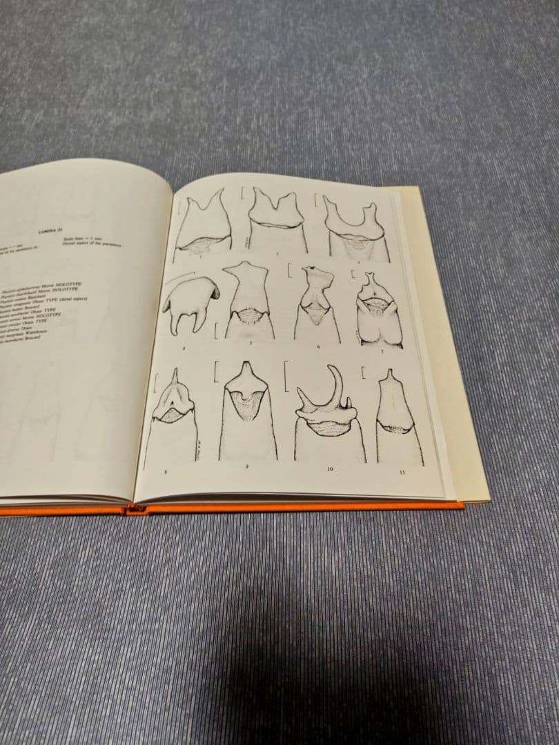 昆虫標本 プラチナコガネ文献の通販はau PAY マーケット - 輸入雑貨の