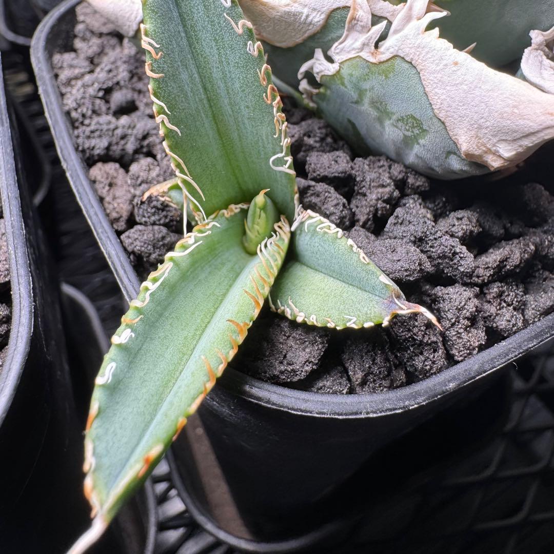 専用 アガベ チタノタ CJ Special 大白鯊タイプ 子株 - メルカリ