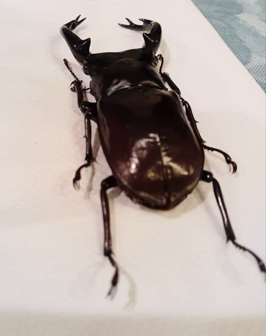 ウエストウッディオオシカクワガタ 原名亜種 オス標本 - メルカリ