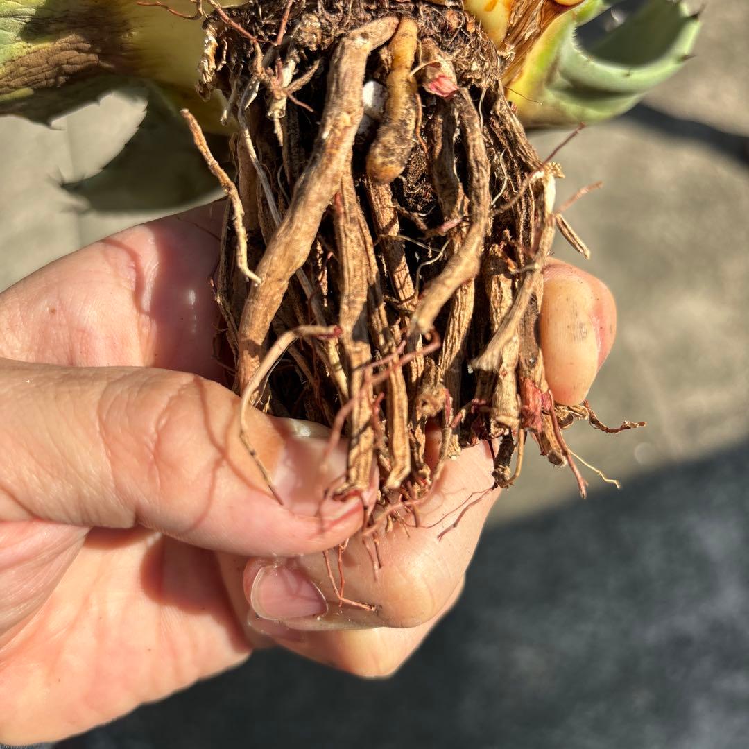 アガベ パリーハイブリッド 陽炎 リップルエフェクト 吉祥天 オリザバ