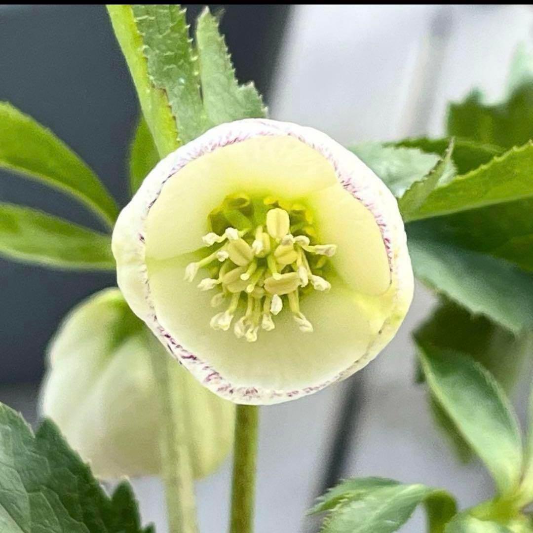 プ*ン様 3405☘️蕾付き☘️⭐️超小輪⭐️コロコロ手毬咲き⭐️ピコティー⭐️