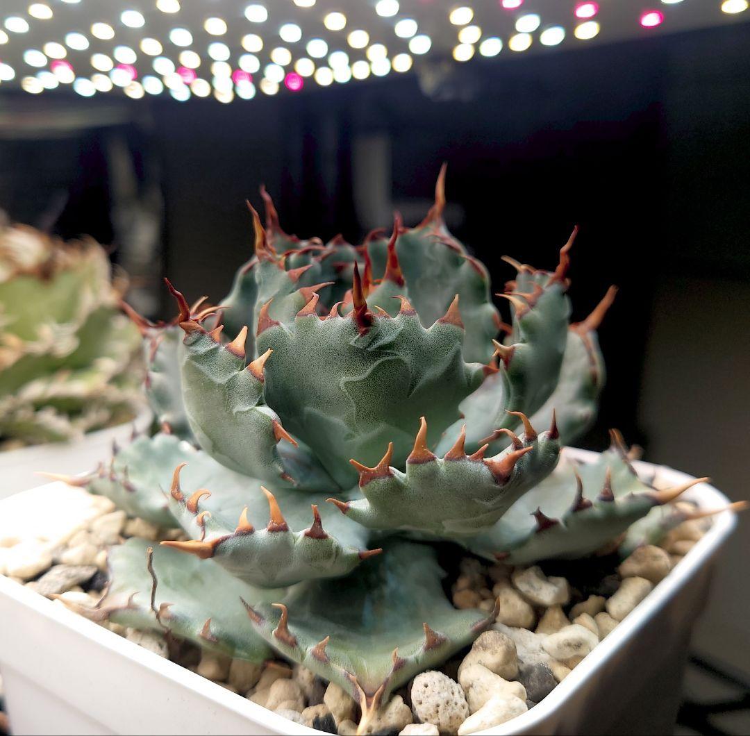 アガベ ハイブリッド 姫蠍蟹 子株 イシスメンシス - メルカリ