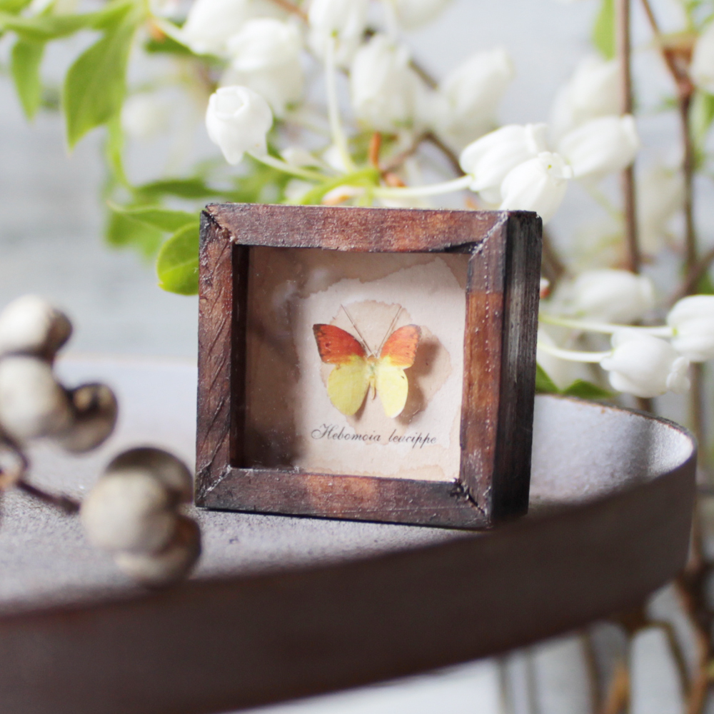 蝶のミニチュア標本箱_モルフォチョウ【胡蝶の夢】 - 追憶の蒐集