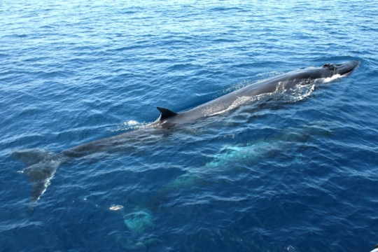 クジラに逢える町 | KUROSHIO SUNABI MUSEUM 高知県黒潮町砂浜美術館