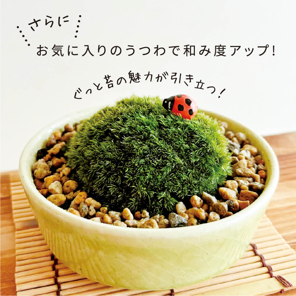 コケテラス 苔テラリウムキット – 水と緑が奏でる、癒しの小庭