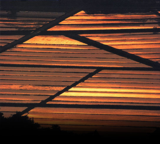 押し寄せる新潟平野の危機 ―新潟であるために・十章