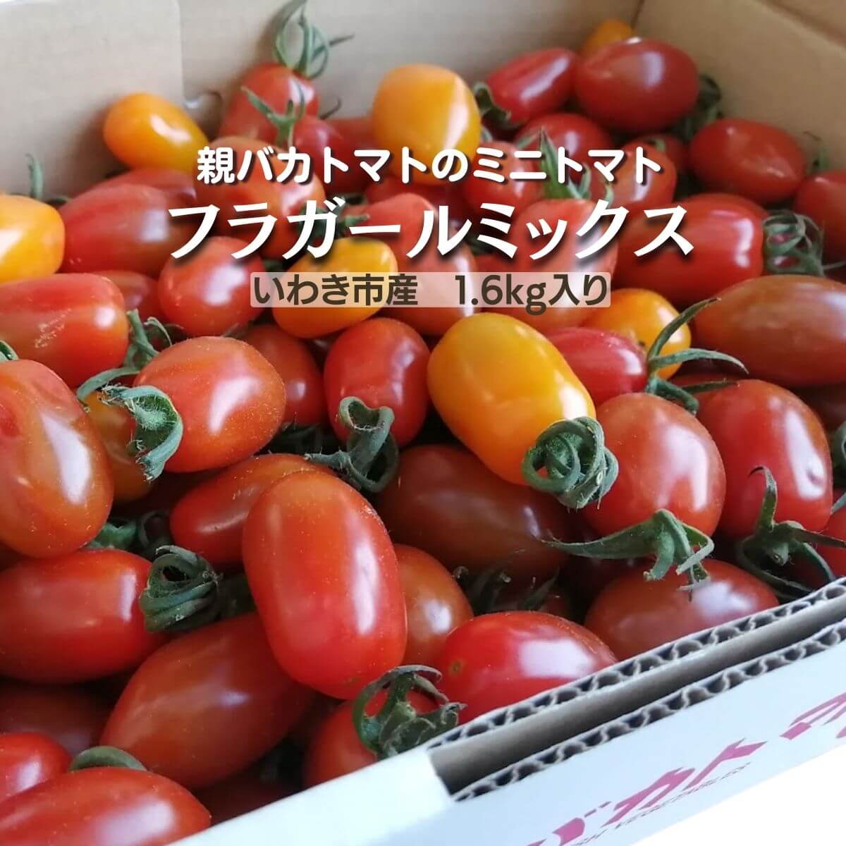 フラガールミックス1.6kg 税込2220円 | 親バカトマト 助川農園 いわき