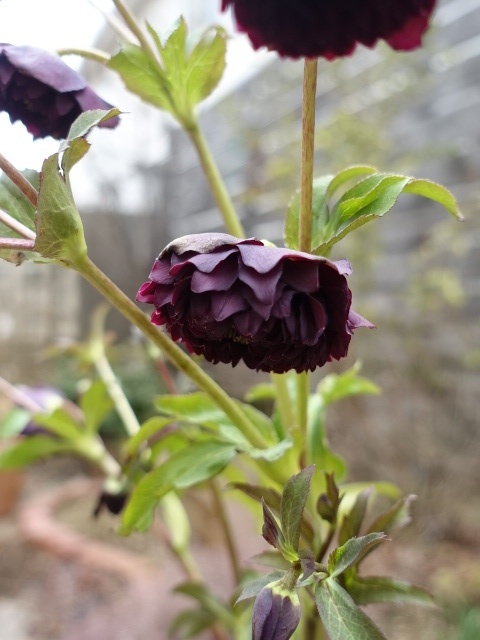 広瀬園芸 dd ダーククレオパトラ 超多花 - クリスマスローズ・多肉shop