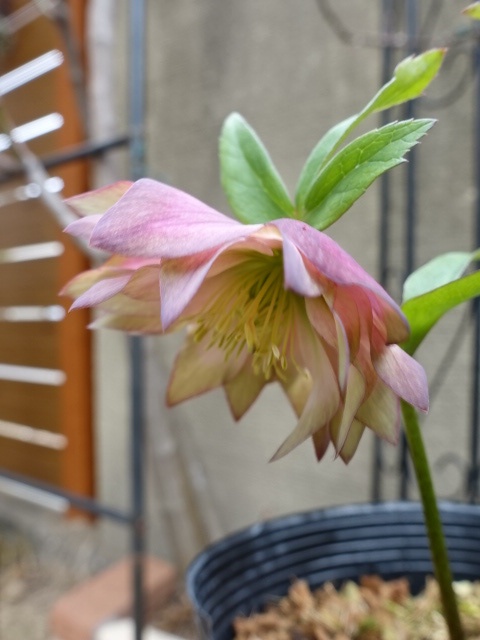 つぼみ残り1つ特価] 吉田園芸 dd アンティークピエラ グリーンエッジ